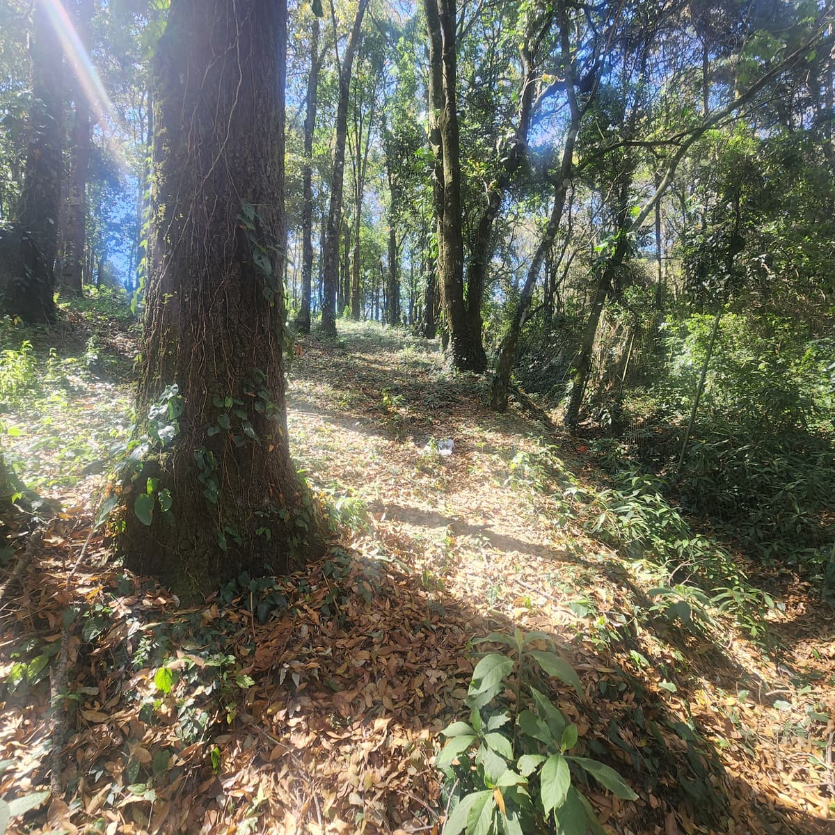 En Venta Terreno en Bosque Vivo  - foto 1