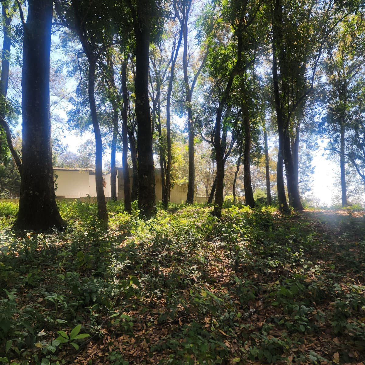 Terreno en Venta en Mixco, Bosque Vivo - foto 1