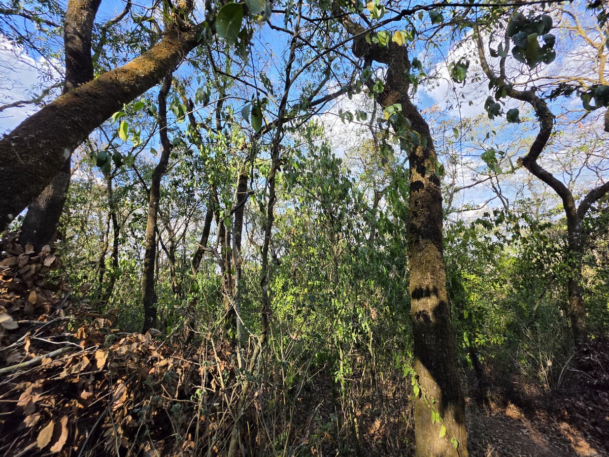 TERRENO RESIDENCIAL EN VENTA EN ZONA 7 MIXCO EL ENCINAL - foto 1