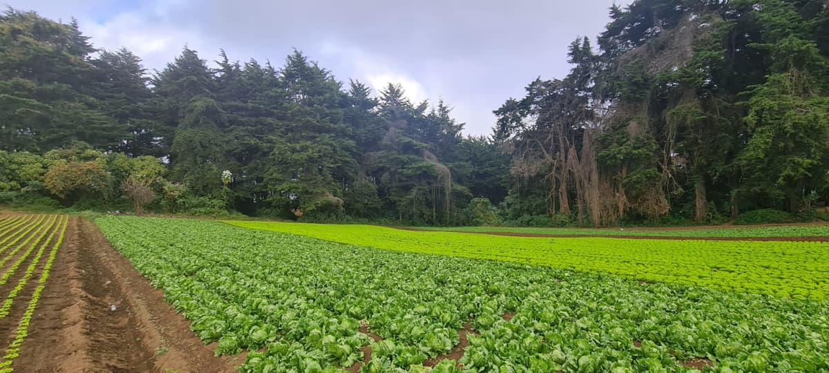 Terreno en Venta en Santo Tomas Milpas Altas - foto 1
