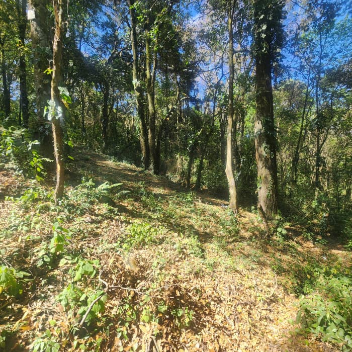 En Venta Terreno en Bosque Vivo  - foto 2