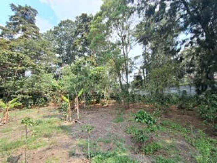 TERRENO RUTA A SAN JUAN SACATEQUEZ KM 18.5 EL NARANJITO - foto 4