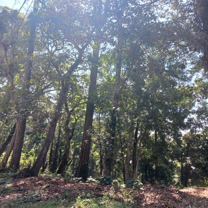 TERRENO EN VENTA EN EL CERRO ALUX - foto 4