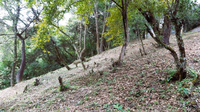 TERRENO EN VENTA EN ALTOS DE MIRALVALLE MIXCO - foto 3