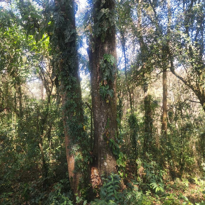 Terreno en Venta en Mixco, Bosque Vivo - foto 2