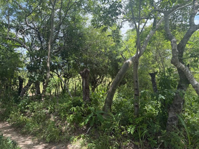 VENTA DE FINCA EN ORATORIO SANTA ROSA - foto 4