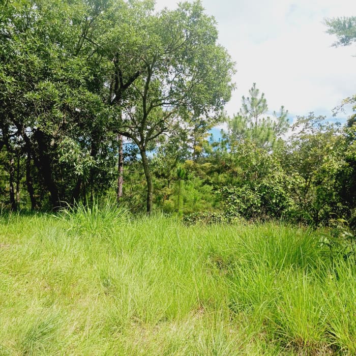 En Venta Finca de 300 Manzanas en San Raymundo - foto 4