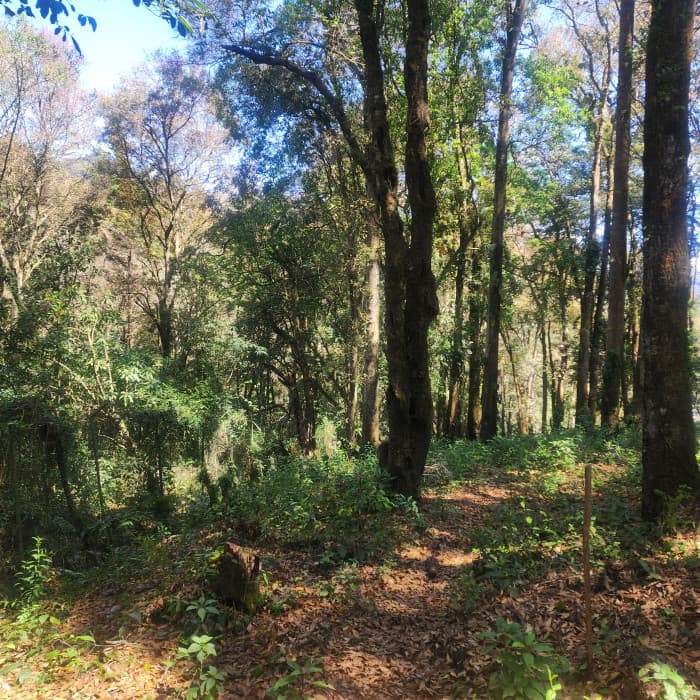 Vendo Terreno dentro de Residencial en Bosque Vivo - foto 3