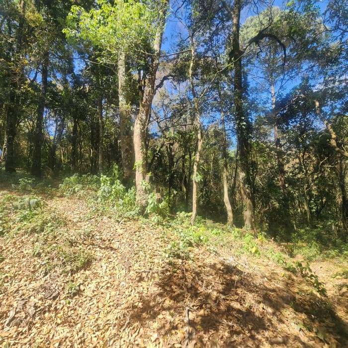 En Venta Terreno en Bosque Vivo  - foto 4