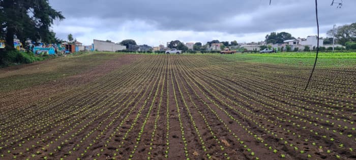 Terreno en Venta en Santo Tomas Milpas Altas - foto 3