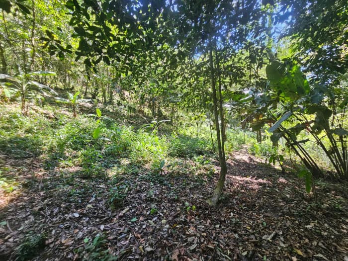 Finca en venta en Fraijanes - foto 24