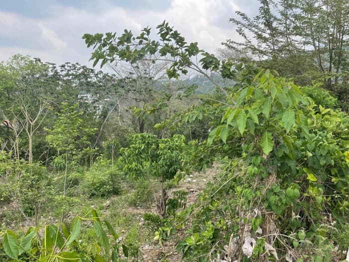 Terreno Residencial en venta en El Progreso, Guastatoya - foto 3
