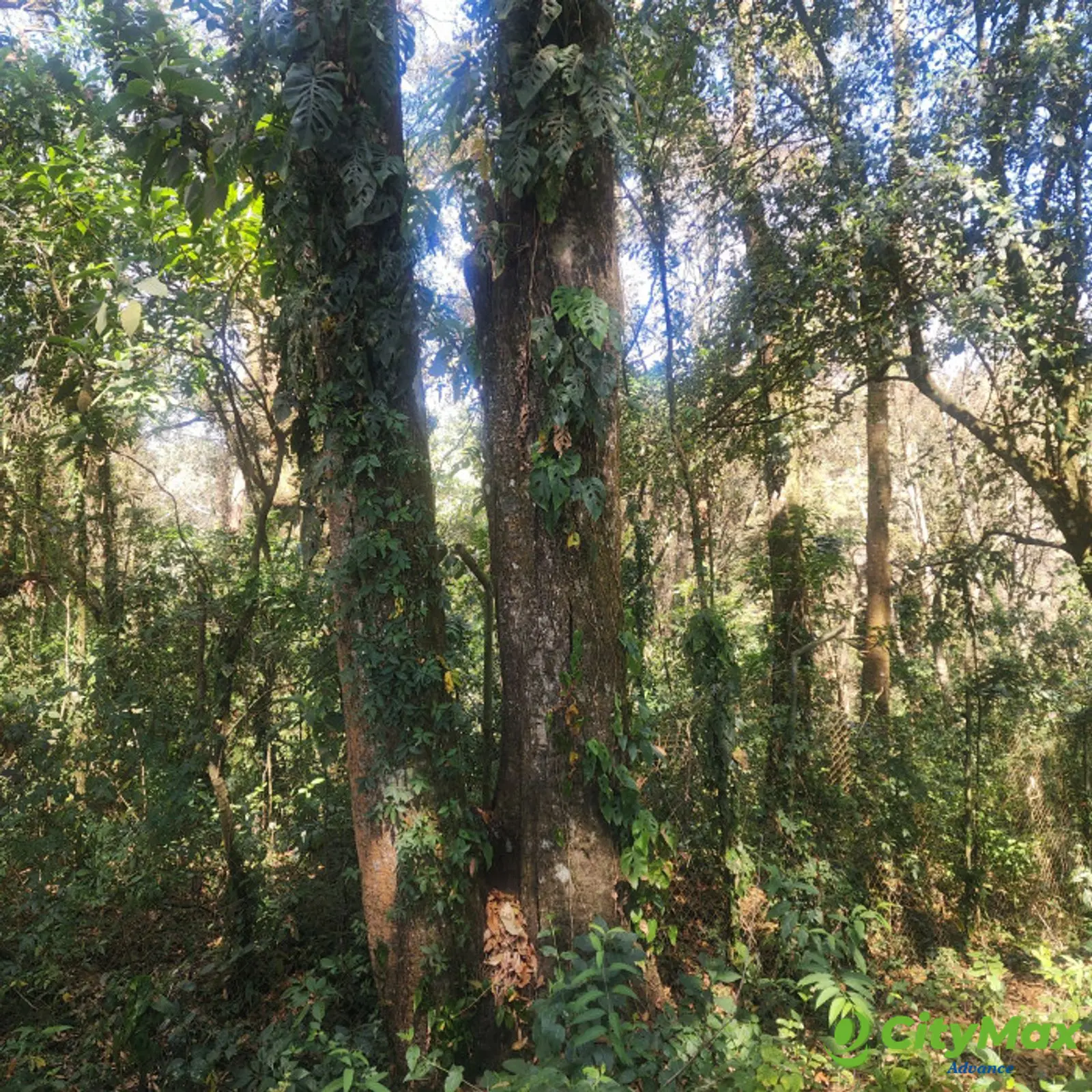 Terreno en Venta en Mixco, Bosque Vivo - foto 2