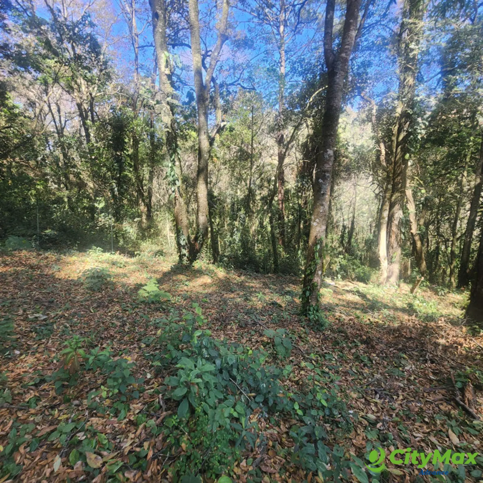 En Venta Terreno en Bosque Vivo  - foto 5